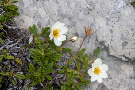 Alpen-Kuhschelle
