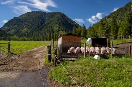 Schweine bei der Musteralpe
