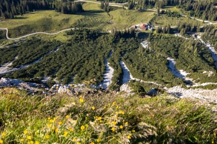 Tannheimer Tal: Krinnealpe (Nesselwängle)