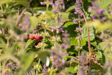 Waldhimbeeren
