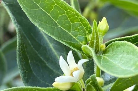Weiße Blume
