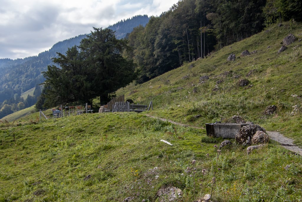 2000 jährige Eibe bei Balderschwang<br />(Balderschwang - Oberallgäu / 2020)