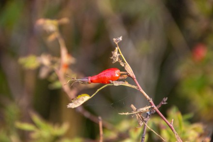 rote Frucht
