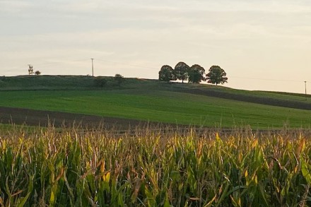 Vier Bäume bei Herkheim
