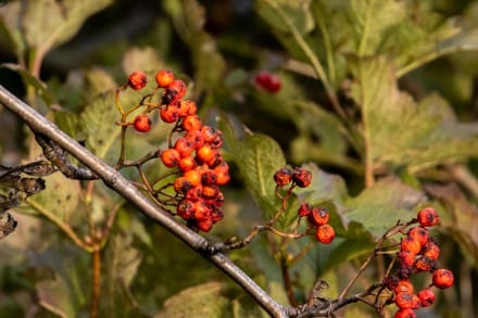 Vogelbeeren
