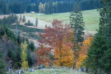 Oberallgäu: Strausbergmoos (Bad Hindelang)