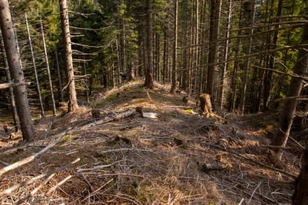 Oberallgäu: Hochrieskopf (Halblech)