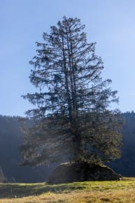 Oberallgu: Findling nahe der Brenfalle (Immenstadt)