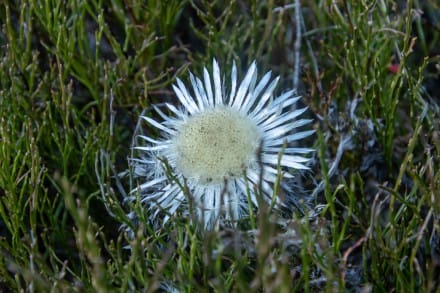 Silberdistel
