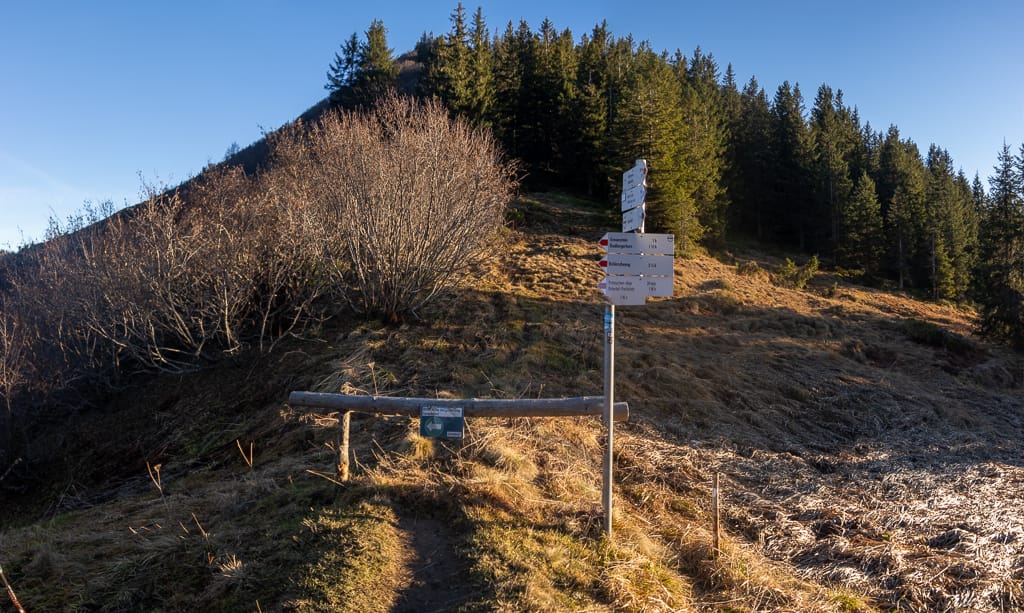 Das Birkhuhn<br />(Gunzesried - Oberallgäu / 2020)