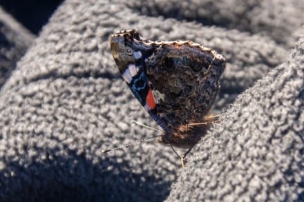 Schmetterling
