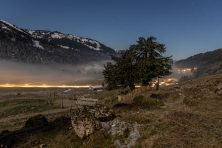 Oberallgäu: 2000 jährige Eibe bei Balderschwang (Balderschwang)