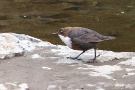 Wasseramsel
