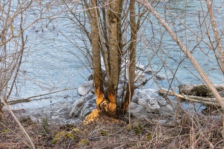 Biber Baum
