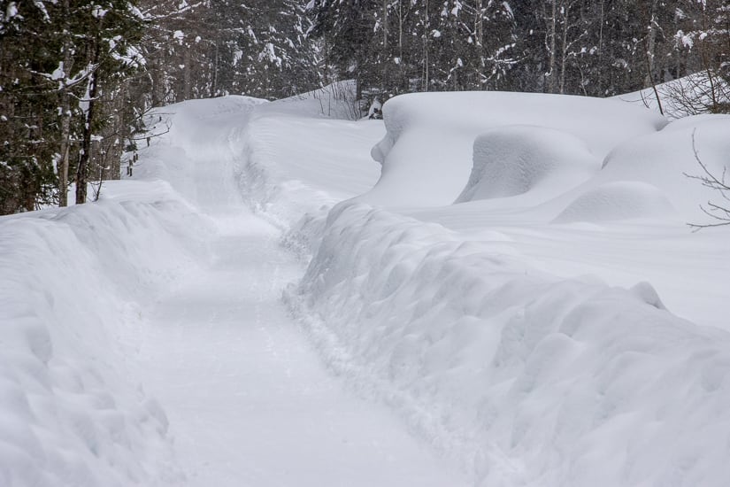 Printscher Alpe (Gunzesried - Oberallgäu / 2021)