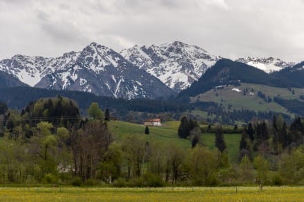 Rotspitz, Großer Daumen
