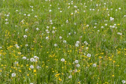 Löwenzahnwiese
