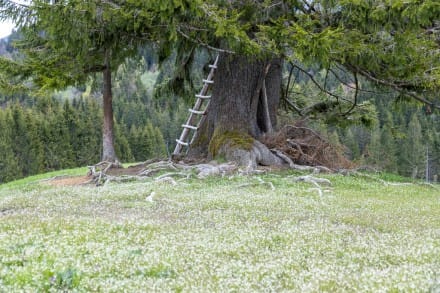 Oberallgäu: Wolfsbüchl (Sonthofen)