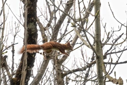 Eichhörnchen
