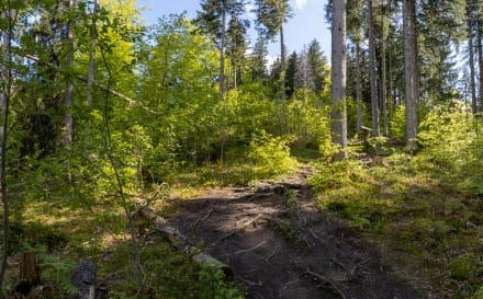 Oberallgäu: Wurzelpfad (Nesselwang)