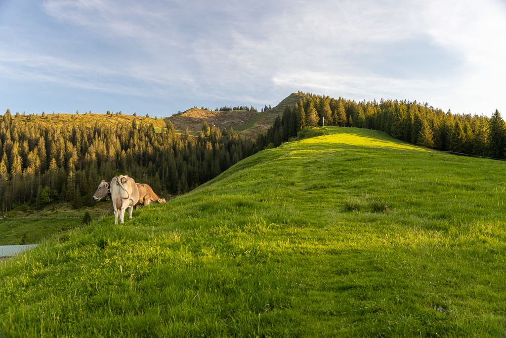 Gehrenköpfle, Starzlach Berg und Wertacher Hörnle (Unterjoch - Oberallgäu / 2021)