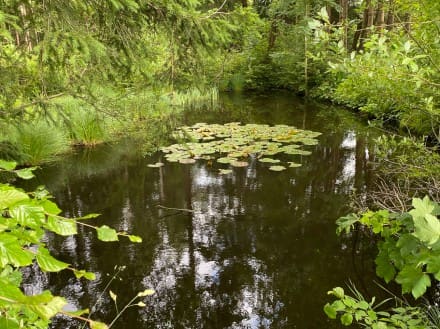 Oberallgäu: Reichenholzer Moos (Dietmannsried)