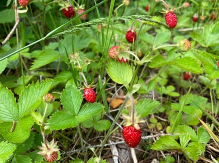 Walderdbeere
