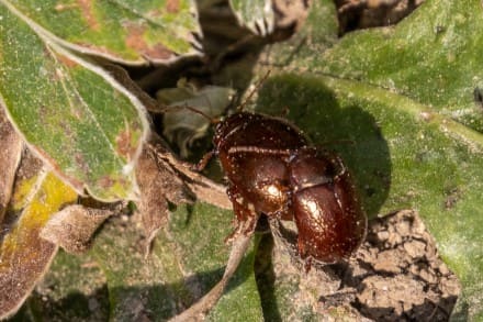 Braune Käfer
