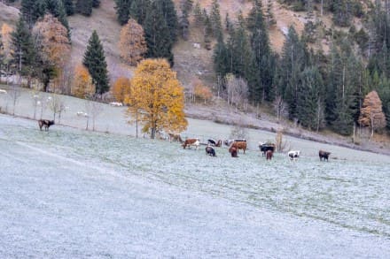 Kühe
