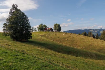 Oberallgu: Pfarr Alpe (Missen)