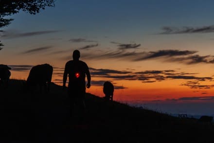 Oberallgäu: Alpe Siedel, Köpfle und Thaler Höhe (Missen)