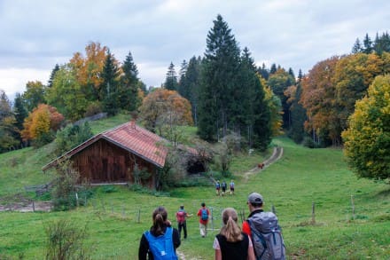 Ostallgäu: Vom Senkelekopf zur Alpe Beichelstein (Seeg)