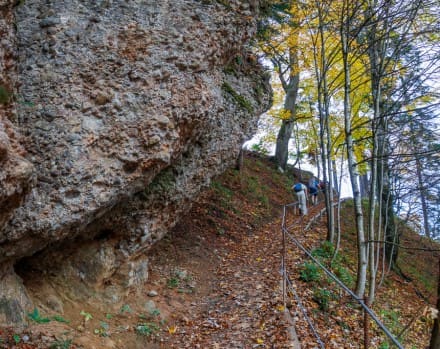 Oberallgu: Nagelfluhgestein (Immenstadt)