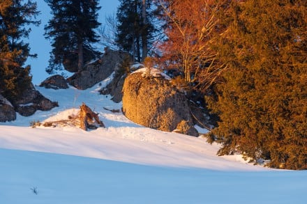 Oberallgäu: Findling (Balderschwang)