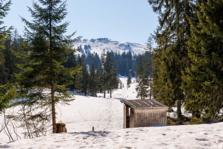 Oberallgäu: Mossgebiet (Gunzesried)