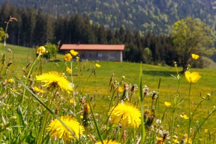 Oberallgäu: Allgäuer Berge (Immenstadt)