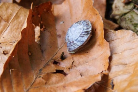 Schnecke
