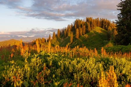 Oberallgäu:  (Balderschwang)