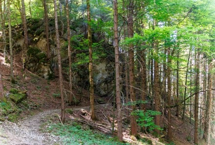 Oberallgäu: Alpenrosenweg (Bad Hindelang)