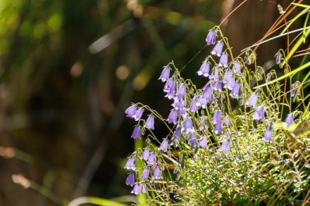 Rundblättrige Glockenblume
