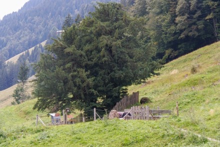 Oberallgu: 2000 jhrige Eibe (Balderschwang)