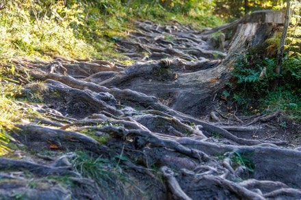 Ostallgäu: Wurzelweg (Nesselwang)