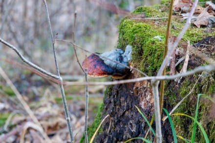Rotrandiger Baumschwamm
