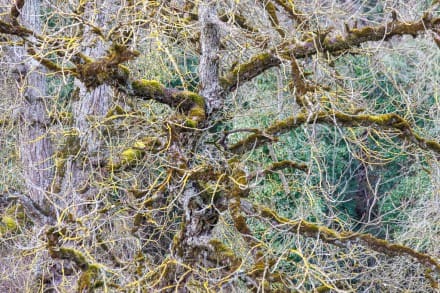 Warte Burgruine Wellwart + Wöllwartfelsen (ND) nahe Schloss Harburg