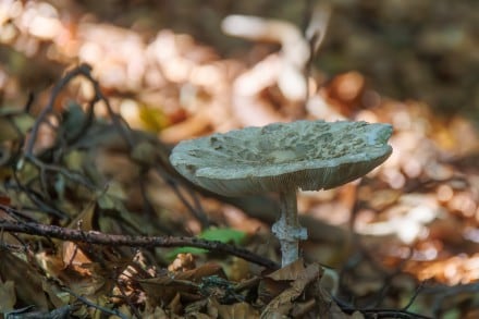 Cholorophyllum rhacodes
