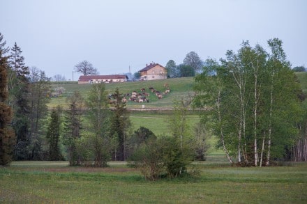 Oberallgu: Werdensteiner Moos (Immenstadt)