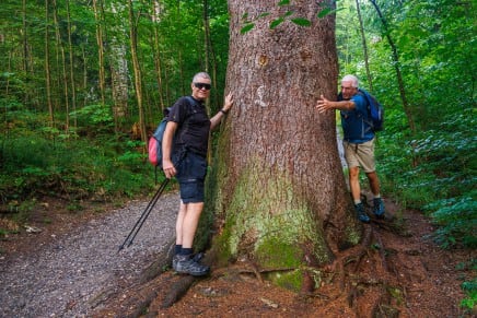 Ostallgäu: Baum (Füssen)