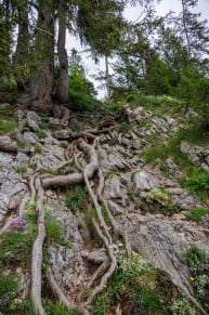 Wurzelweg
