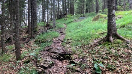 Gipfel-Geheimtipp in den Ammergauern: Rundtour auf die Weitalpspitze mit Schlössle-Blick