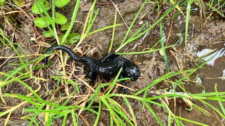 Alpensalamander
